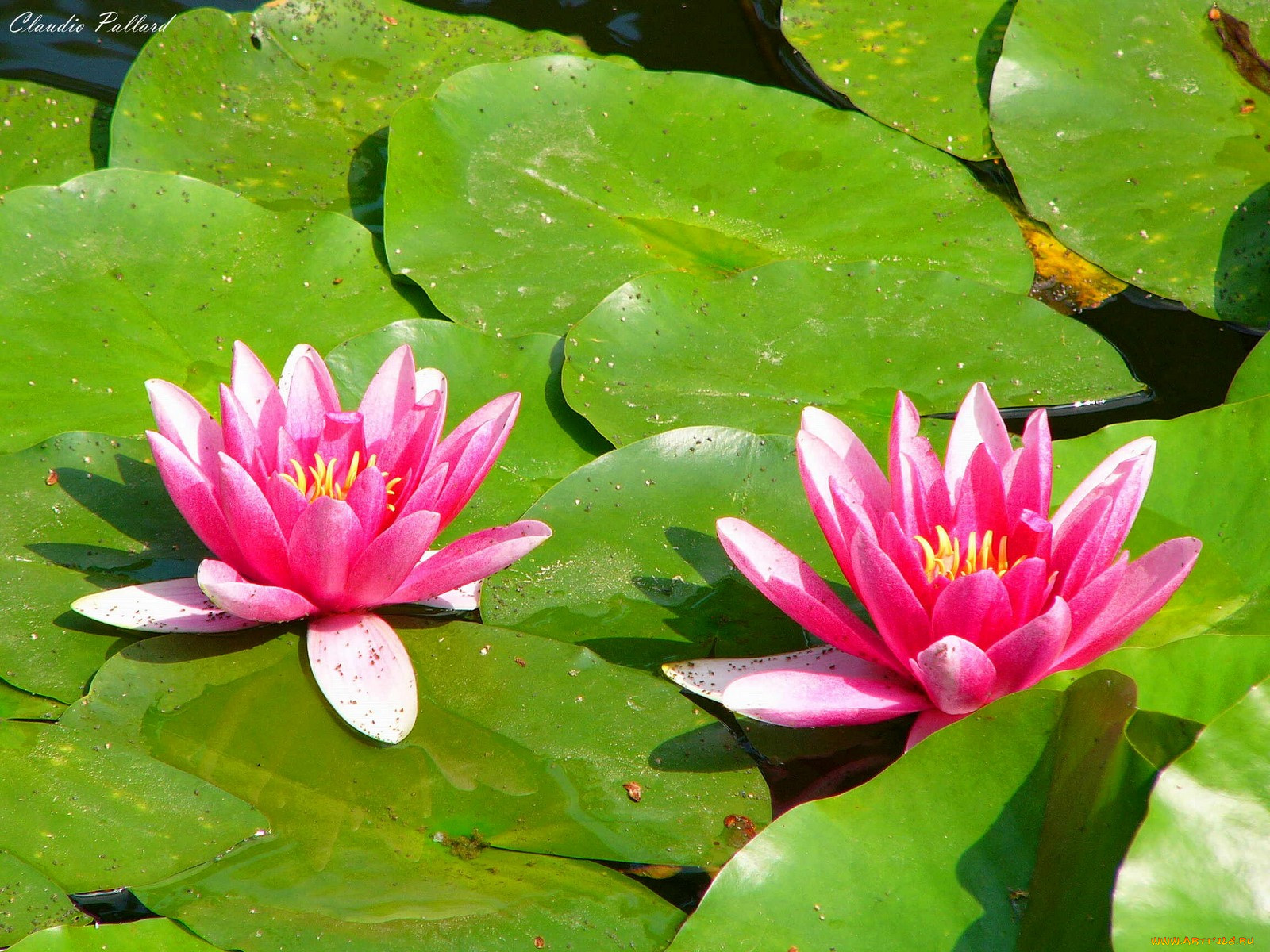 coppia, di, fiori, acquatici, , , , , 